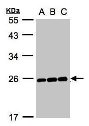mitotic arrest deficient 2 like 1 Antibody