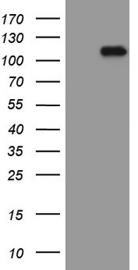 MAD2L1BP Antibody