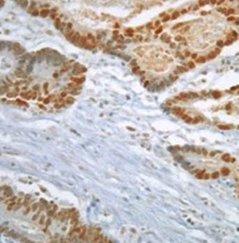 Mad2L1 Monoclonal Antibody