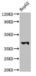 MADCAM1 Antibody