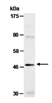 MAFA (N) Antibody, Rabbit Polyclonal