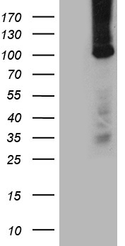 MAG1 Antibody
