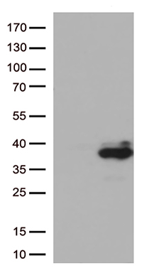 PRG2 Antibody