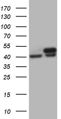 MALT1 Antibody