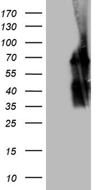 MALT1 Antibody