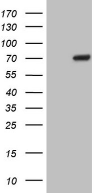 MALT1 Antibody