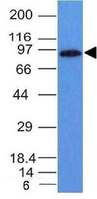 MALT1 Antibody