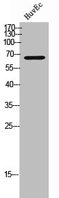 MALT1 Antibody