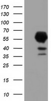 MAN1 Antibody