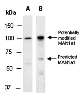 MAN1a1 (N2) Antibody, Rabbit Polyclonal
