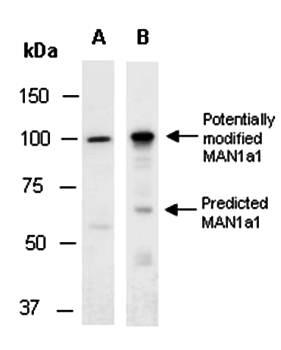 MAN1a1 (vPairTM) Antibodies