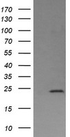 MPI Antibody