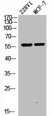 MAOA Antibody