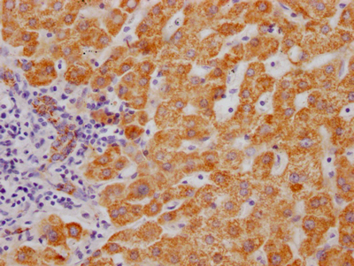 MAOB Antibody