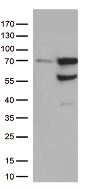 SPAG5 Antibody