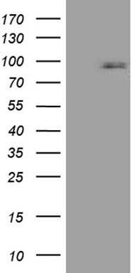 MAP126 Antibody