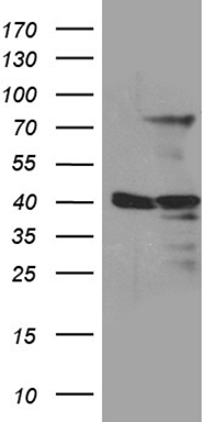 SPAG5 Antibody
