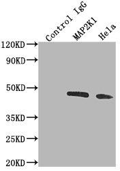 MAP2K1 Antibody