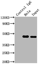 MAP2K1 Antibody