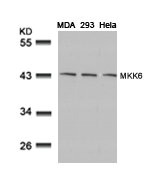 MAP2K6 Antibody