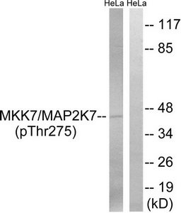 MAP2K7 (Phospho-Thr275) Antibody