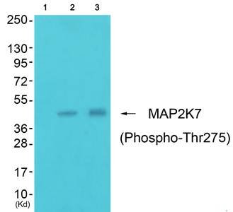 MAP2K7 (Phospho-Thr275) Antibody