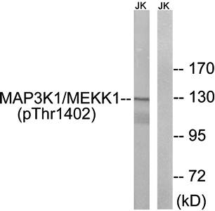 MAP3K1 (Phospho-Thr1402) Antibody