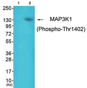 MAP3K1 (Phospho-Thr1402) Antibody