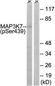 MAP3K7 (Phospho-Ser439) Antibody