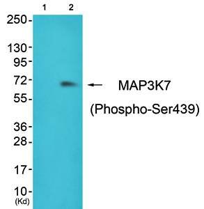 MAP3K7 (Phospho-Ser439) Antibody