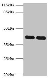 MAPK13 Antibody