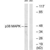 MAPK14 Antibody