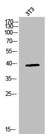 MAPK14 Antibody