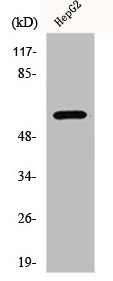 MAPK15 Antibody