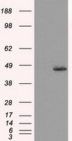 MAPK6 Antibody