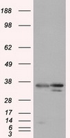 MAPK6 Antibody