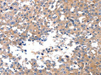 MAPK8 Antibody