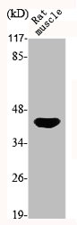 MAPK8/MAPK9/MAPK10 Antibody