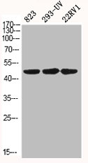 MAPK8/MAPK9/MAPK10 Antibody