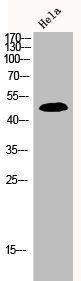 MAPK8/MAPK9/MAPK10 Antibody