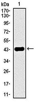 MAPK8 Antibody