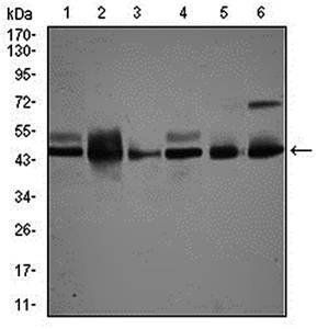 MAPK8 Antibody
