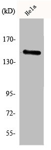 MAPK8IP3 Antibody