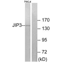 MAPK8IP3 Antibody