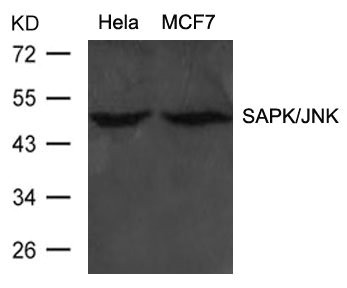 MAPK9/MAPK10 Antibody