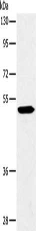 MAPKAPK2 Antibody