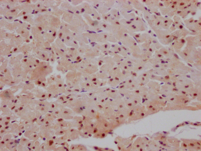 MAPKAPK2 Antibody