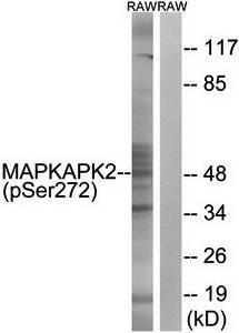 MAPKAPK2 (Phospho-Ser272) Antibody