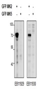MAPKAPK2 (aa44-55) Antibody