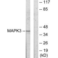 MAPKAPK3 Antibody